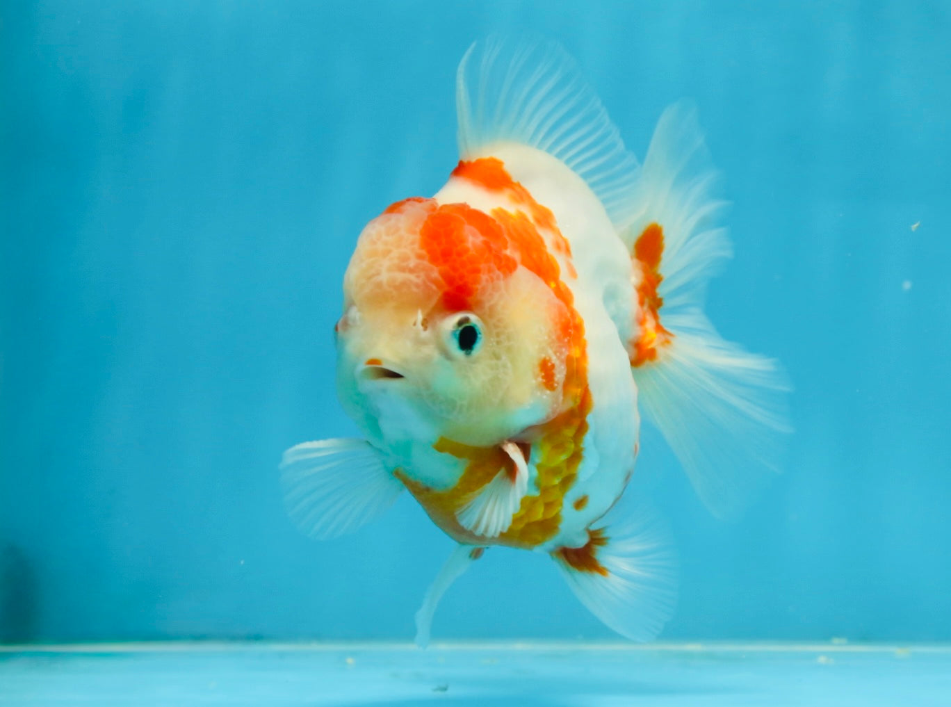 AAA Grade Sakura Kohaku Yuanbao Male 4.5 inches #101025YB_30