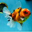 AAA Grade TOP Tiger Oranda Female 6-6.5 inches #051625OR_16