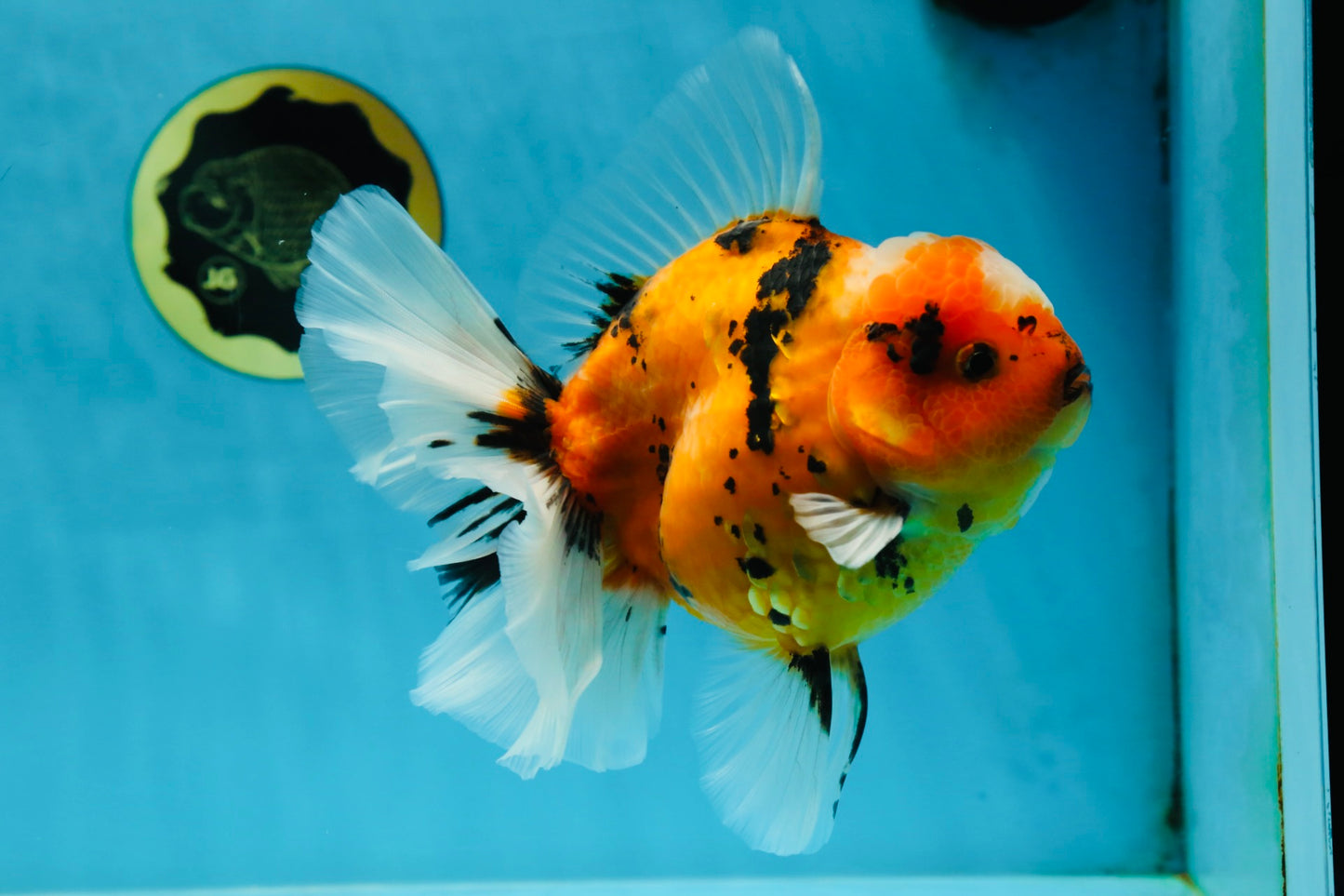 AAA Grade TOP Tiger Oranda Female 6-6.5 inches #051625OR_16