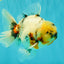 Sakura Oranda Male 6.5 inches #073126OR_22