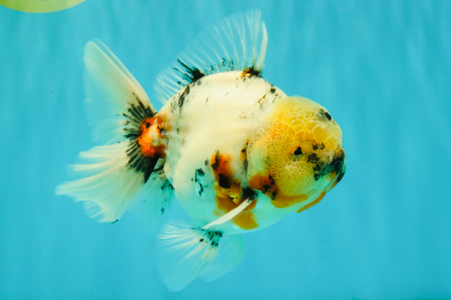 Sakura Oranda Male 6.5 inches #073126OR_22