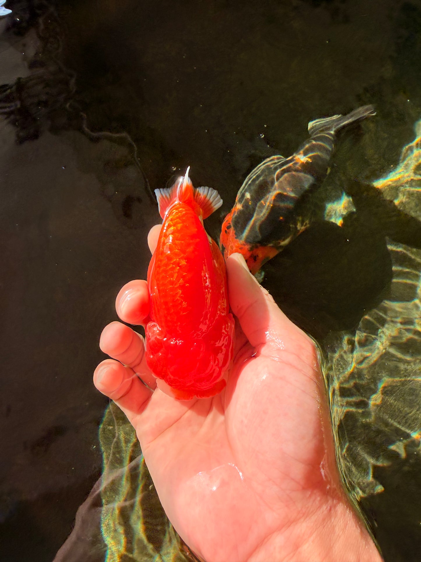 A Grade Red White LionQueen 4-4.5 inches #032726LC_14