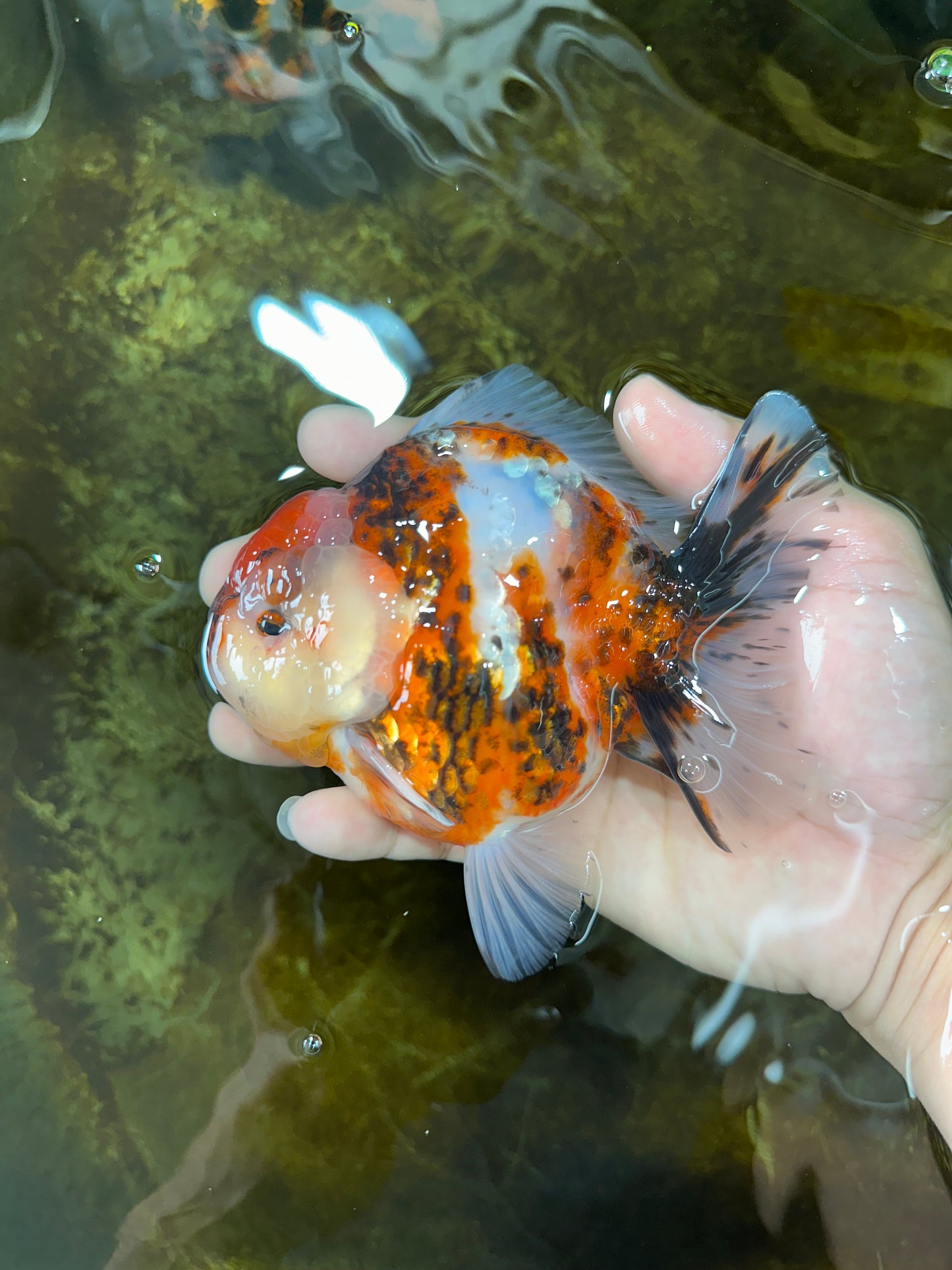 AAA Grade Godzilla Calico Yuanbao Male 4.5-5 inches #080125YB_14