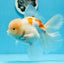 Sakura Oranda macho de color naranja y blanco de grado AAA de 6 pulgadas n.° 0920OR_18