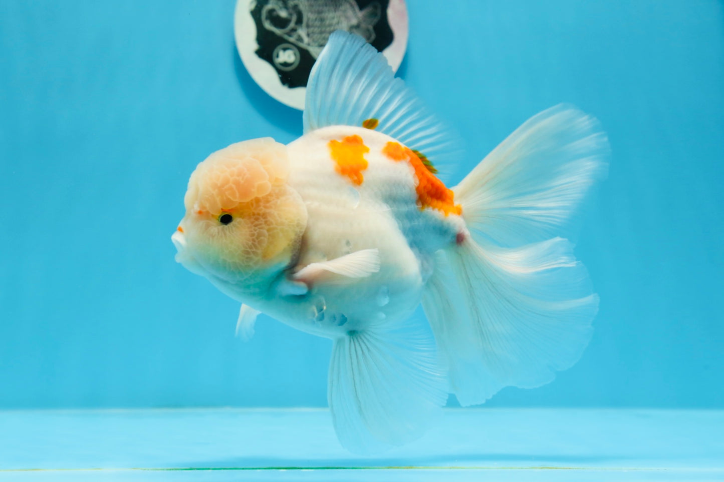 AAA Grade Orange White Sakura Oranda Male 6 inches #0920OR_18