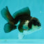 Panda Oranda Male 4 inches #102524OR_22