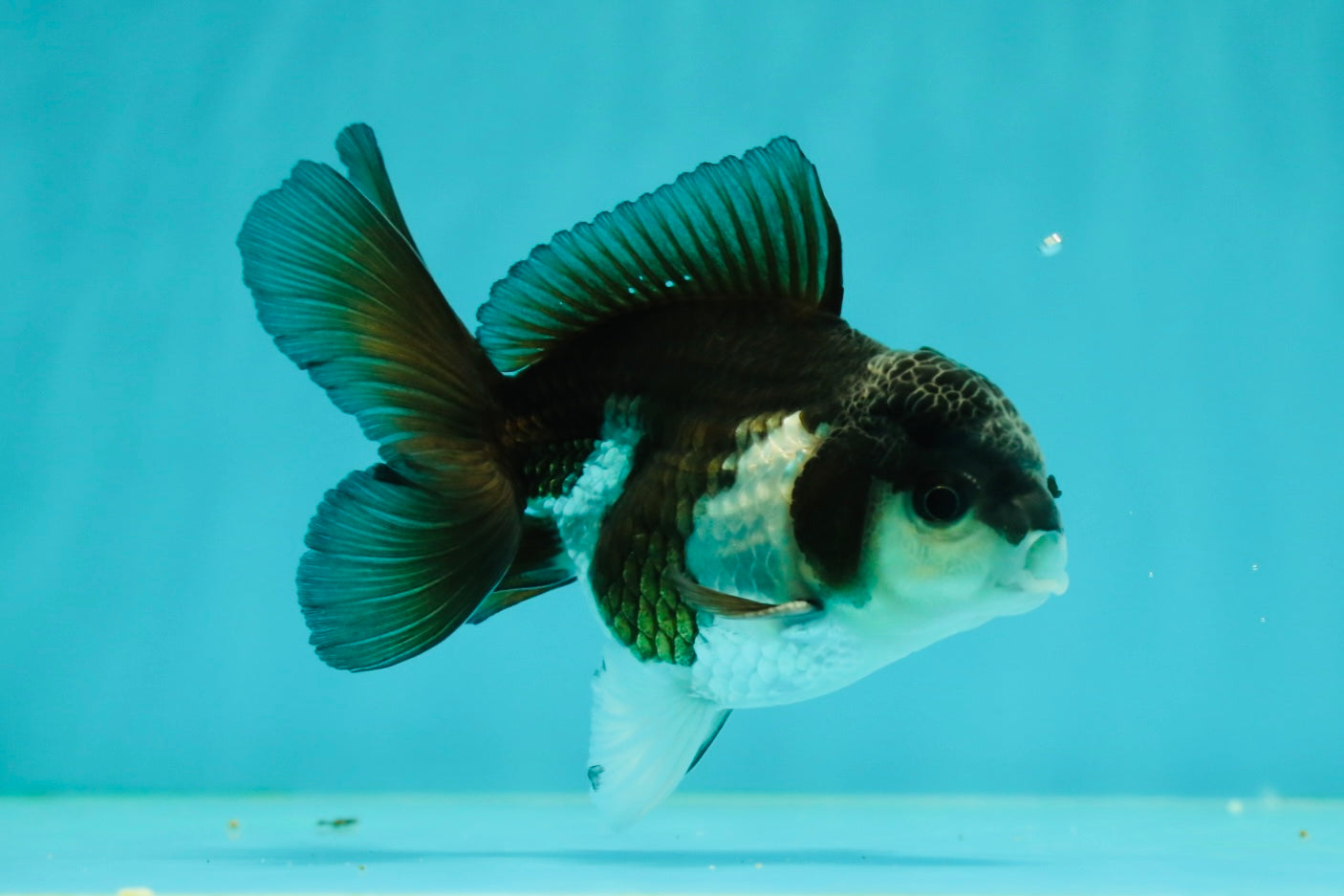 Panda Oranda Male 4 inches #102524OR_22