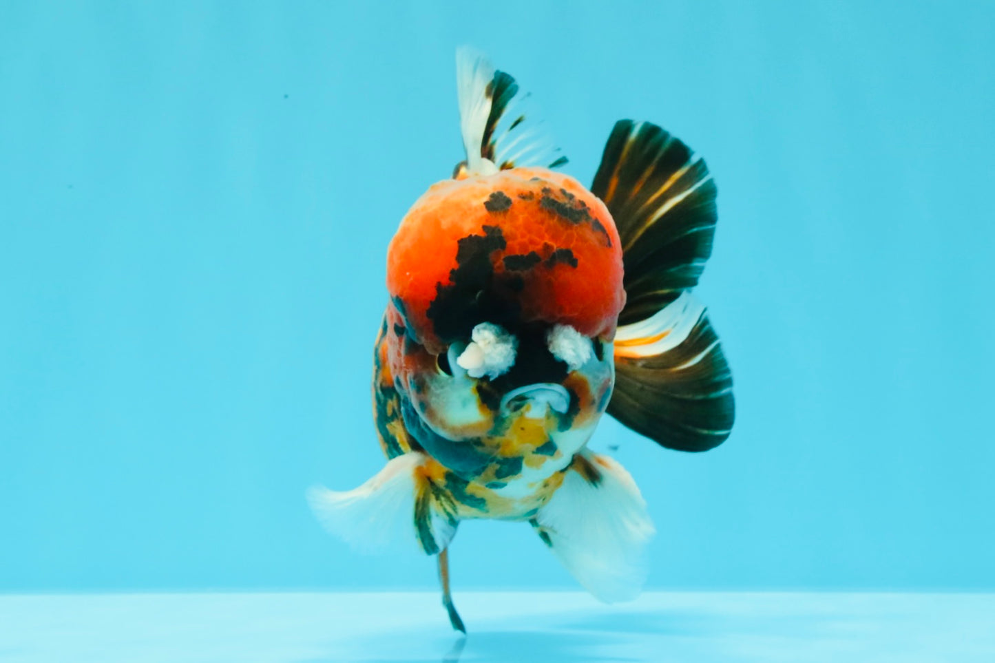 A Grade Pompom 2 Tone Yuanbao Male 5.5 inches #030626YB_14