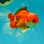 A Grade Red White Oranda Male 5.5  inches #073126OR_10