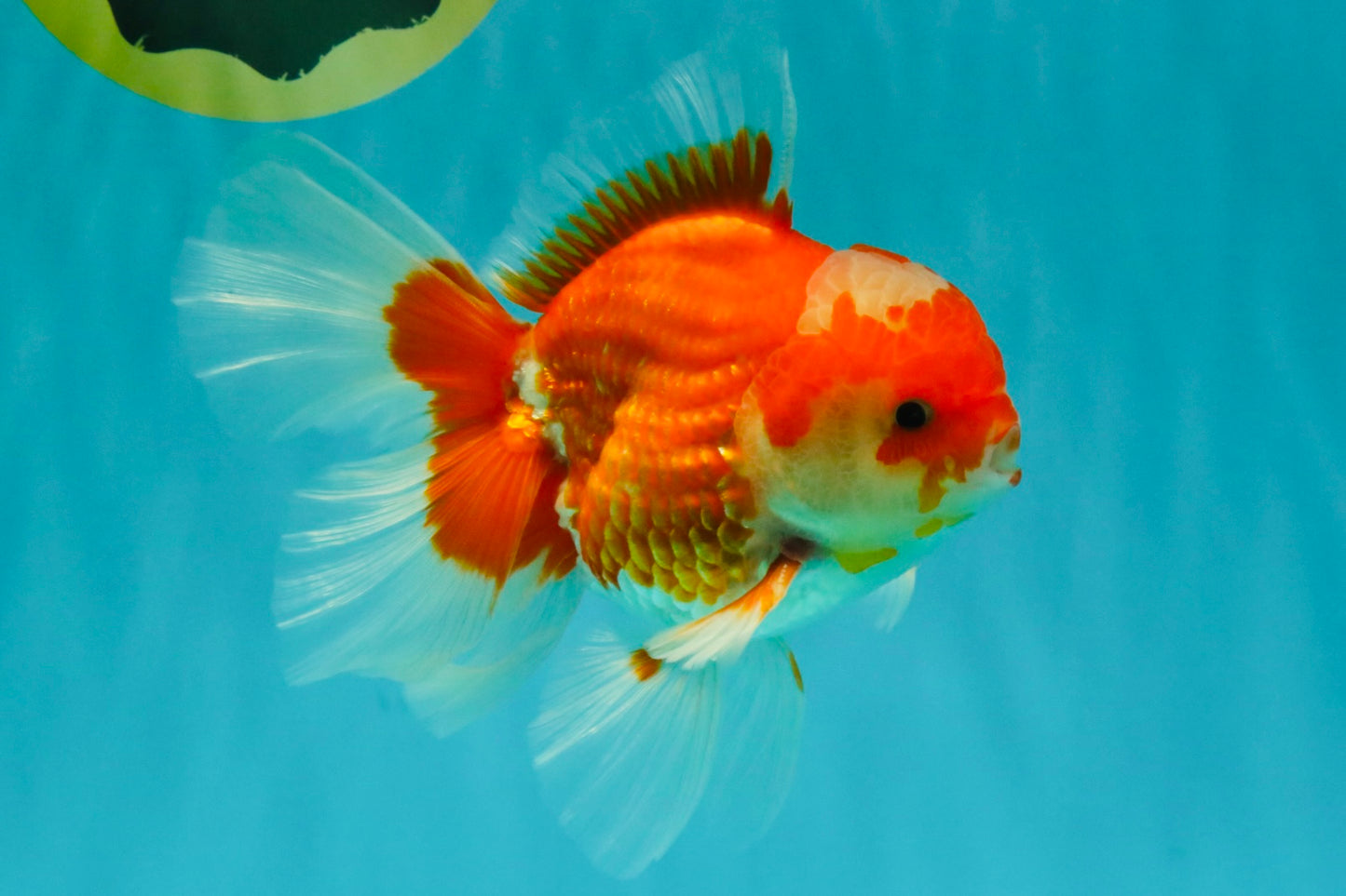 A Grade Red White Oranda Male 5.5  inches #073126OR_10
