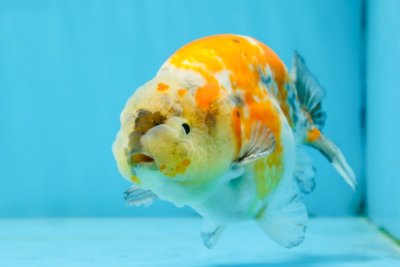 A Grade Chubby Tricolor Marble LionKing 4.5-5 inches #071125LC_04