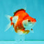 A Grade Red White Ryukin Female 4 inches #050126RK_04