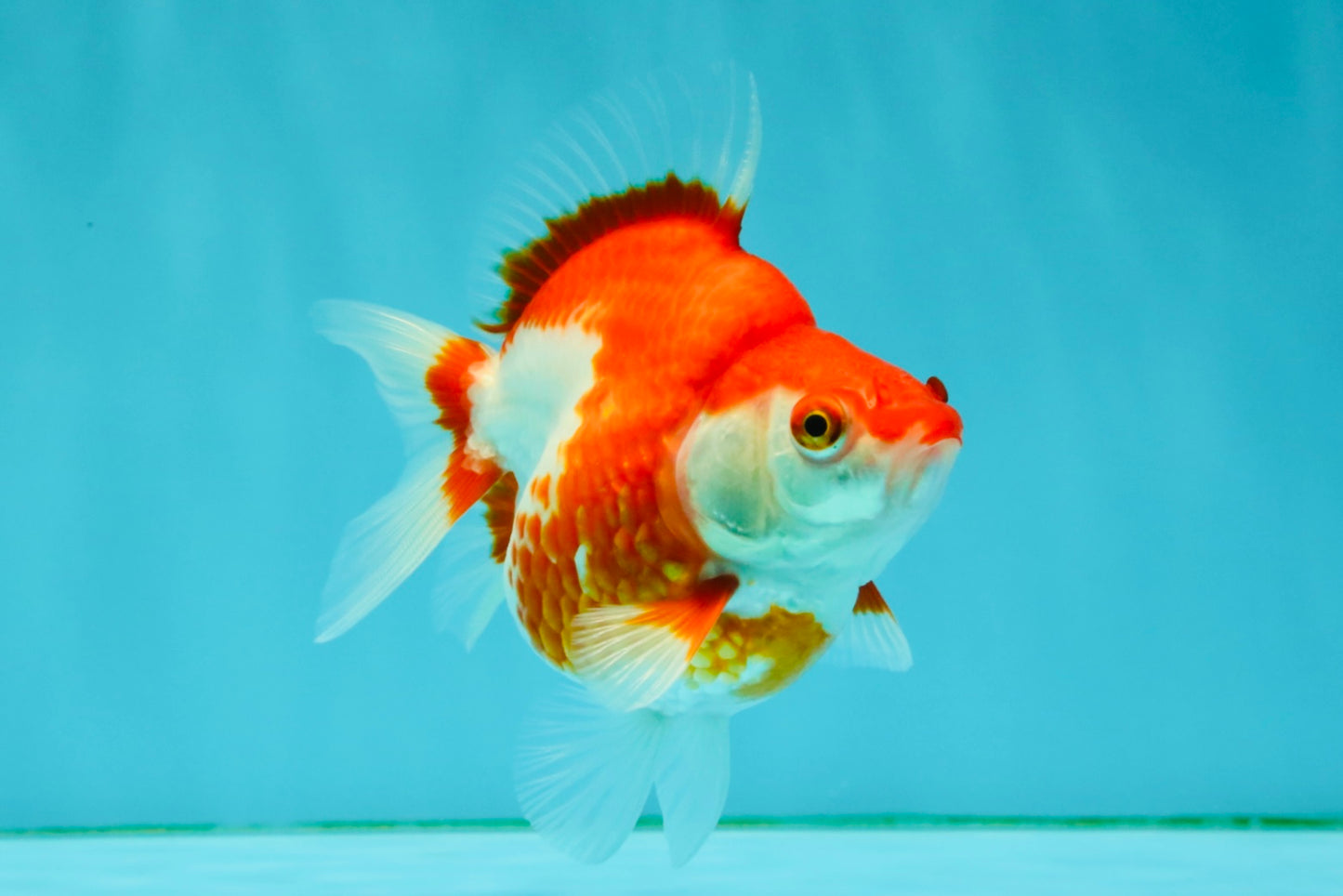 A Grade Red White Ryukin Female 4 inches #050126RK_04