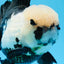 A Grade Panda Big Head Oranda Male 6 inches #0628OR_08