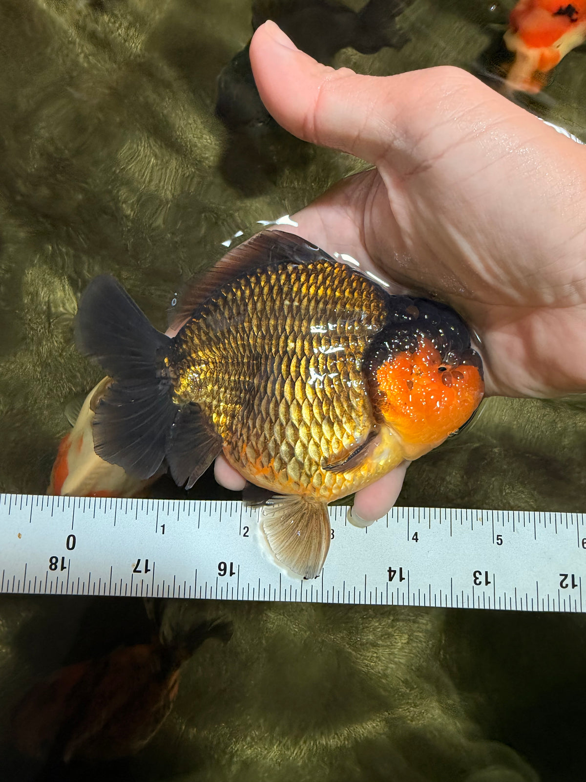 SUPER CUTE AAA Grade Apache Yuanbao Male 4.5-5 inches #101626YB_32