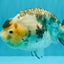 Chinese Milk Cow Ranchu Female 5.5-6 inches #031326RC_13