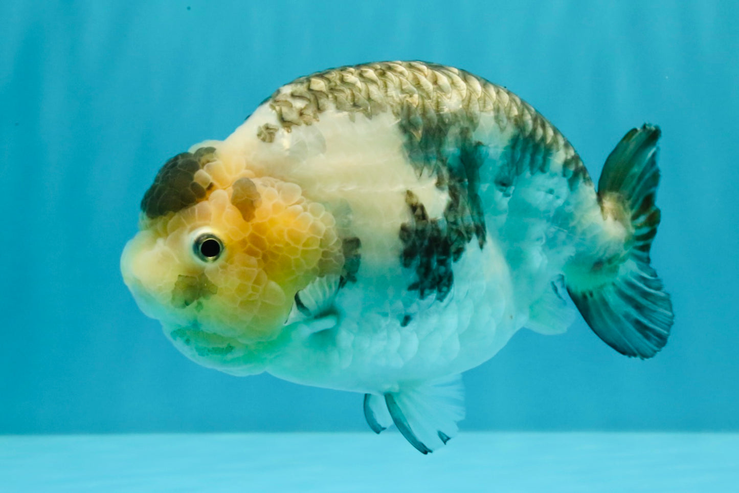 Chinese Milk Cow Ranchu Female 5.5-6 inches #031326RC_13