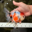 Sanke Oranda Male 5.5 inches #082826OR_04