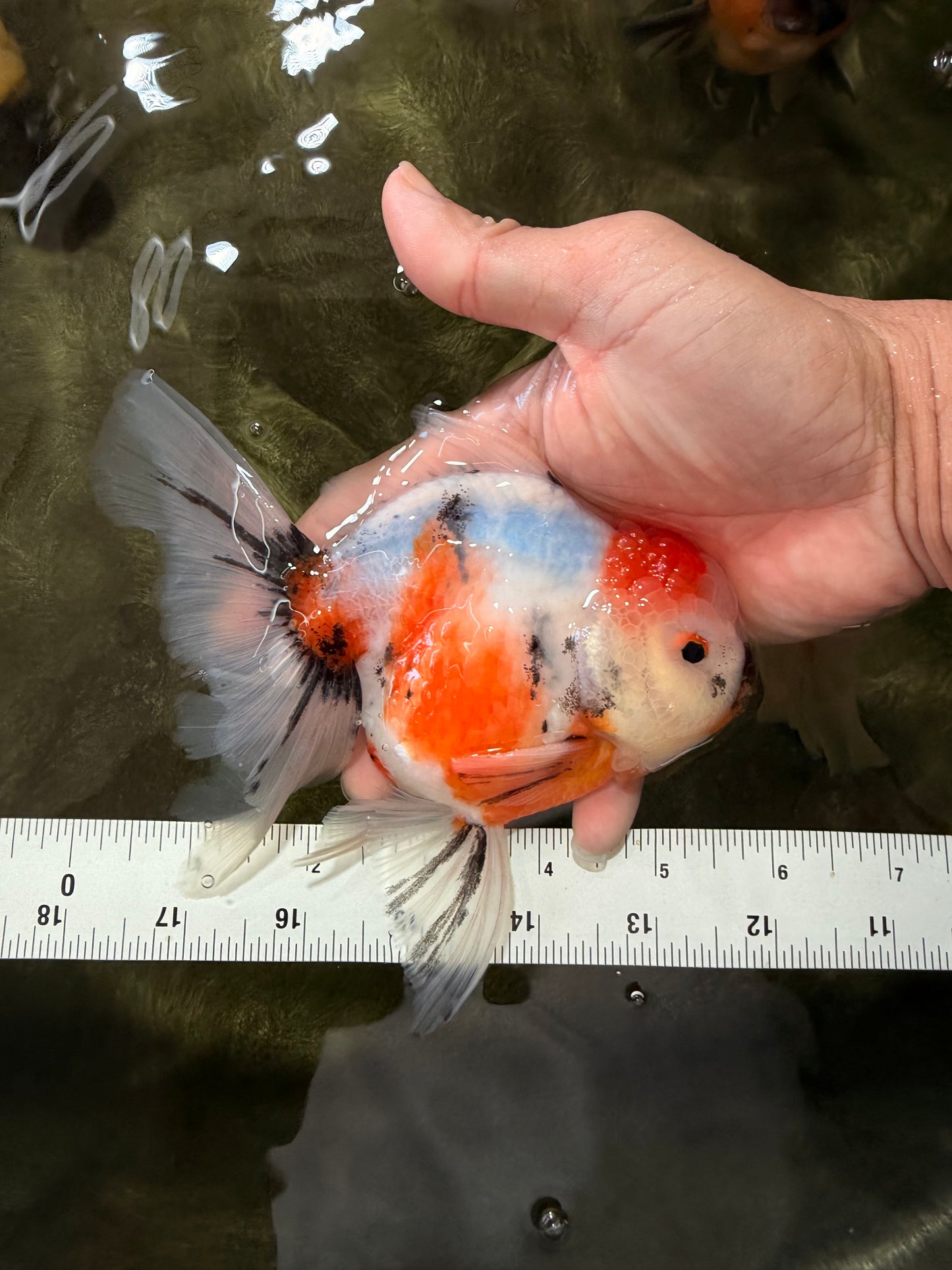 Sanke Oranda Male 5.5 inches #082826OR_04