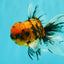 FLUFFY A Grade Tiger Oranda Male 6 inches #081426OR_05