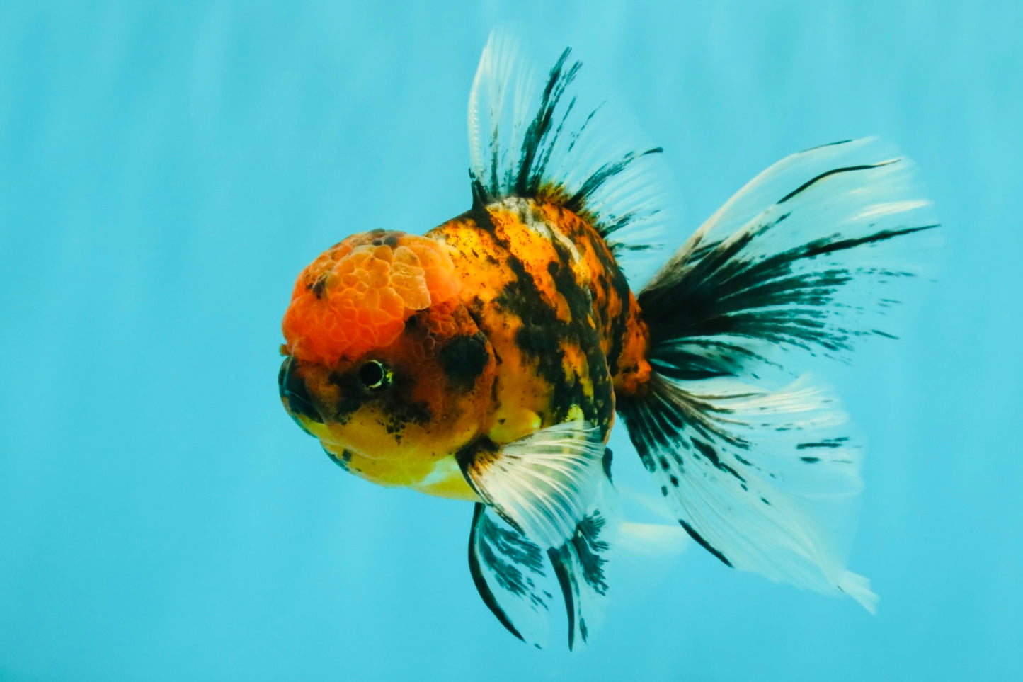 FLUFFY A Grade Tiger Oranda Male 6 inches #081426OR_05