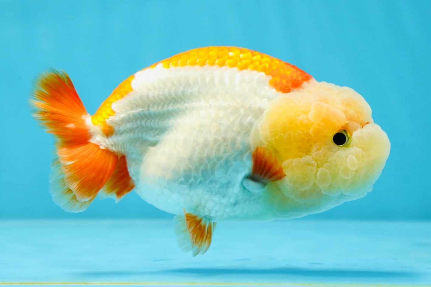 THE CUTEST WEN EVER A Grade Red White LionQueen 4.5 inches #042525LC_13