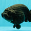 JAMES BOND AAA Grade Black Ranchu Female 6 inches #100926RC_34