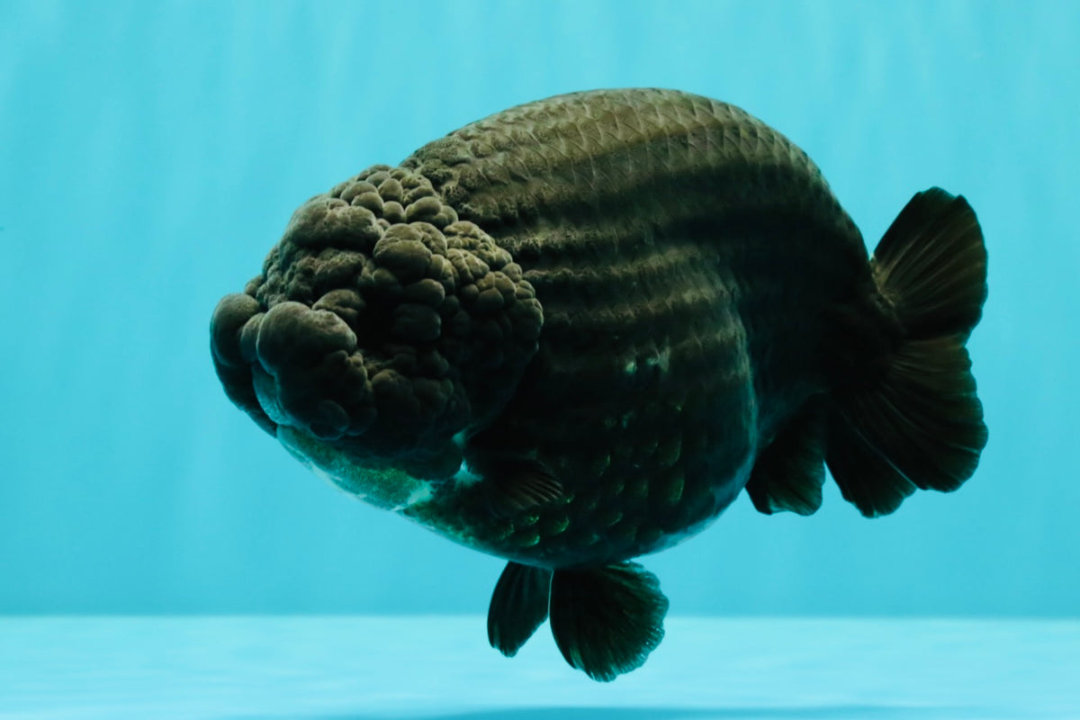 JAMES BOND AAA Grade Black Ranchu Female 6 inches #100926RC_34