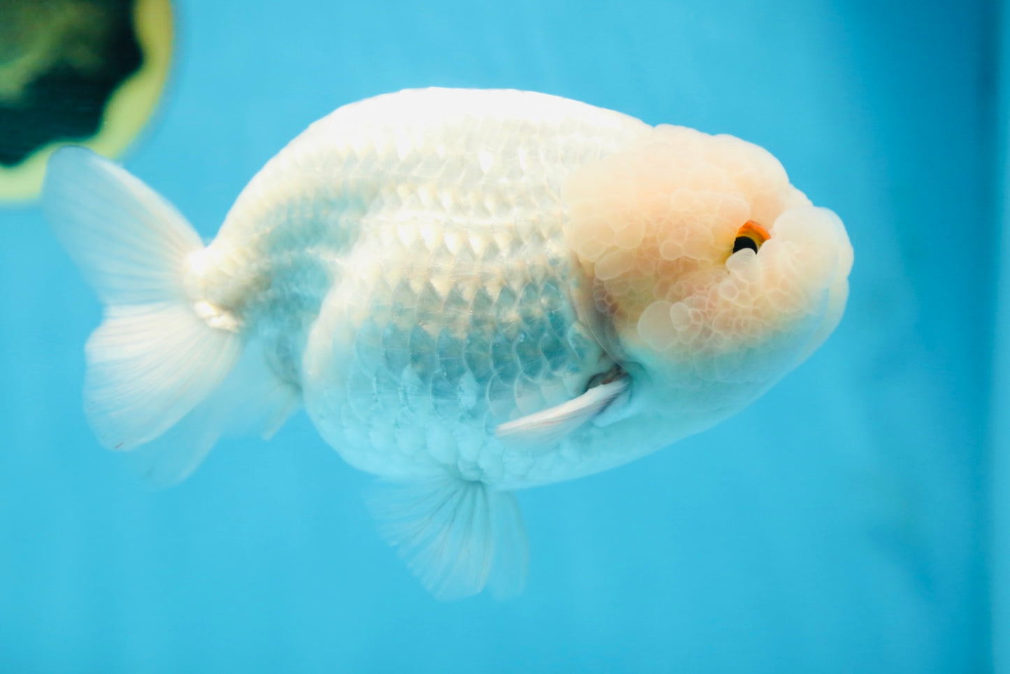 AAA Grade Snow White LionKing 5-5.5 inches #082925LC_18