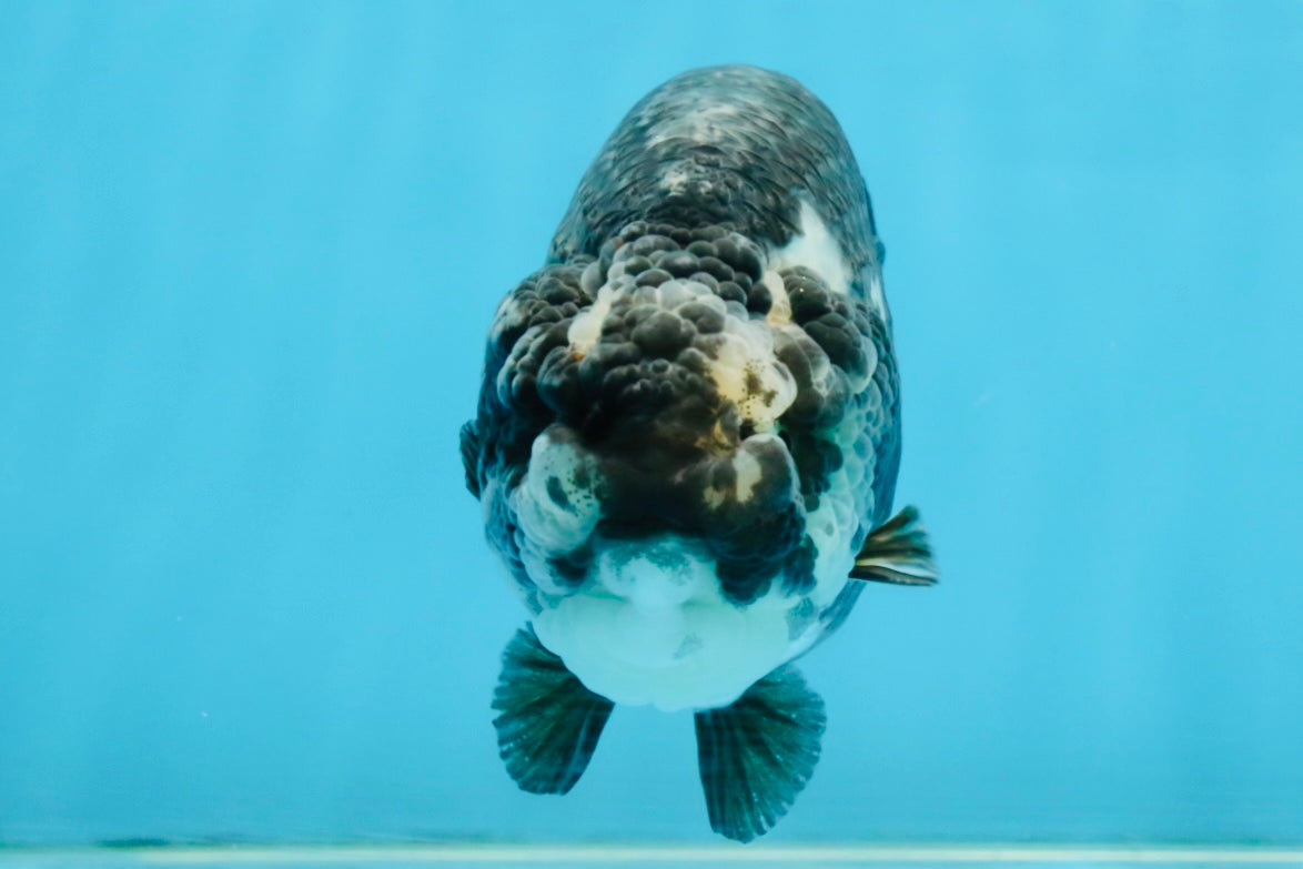 SPECIAL PANDA A Grade Ink Chinese Ranchu Male 4.5 inches #120525RC_05