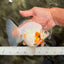 AAA Grade Indonesia Diamond Scale Broadtail Sakura Ryukin Male 6-6.5 inches #073126RK_06