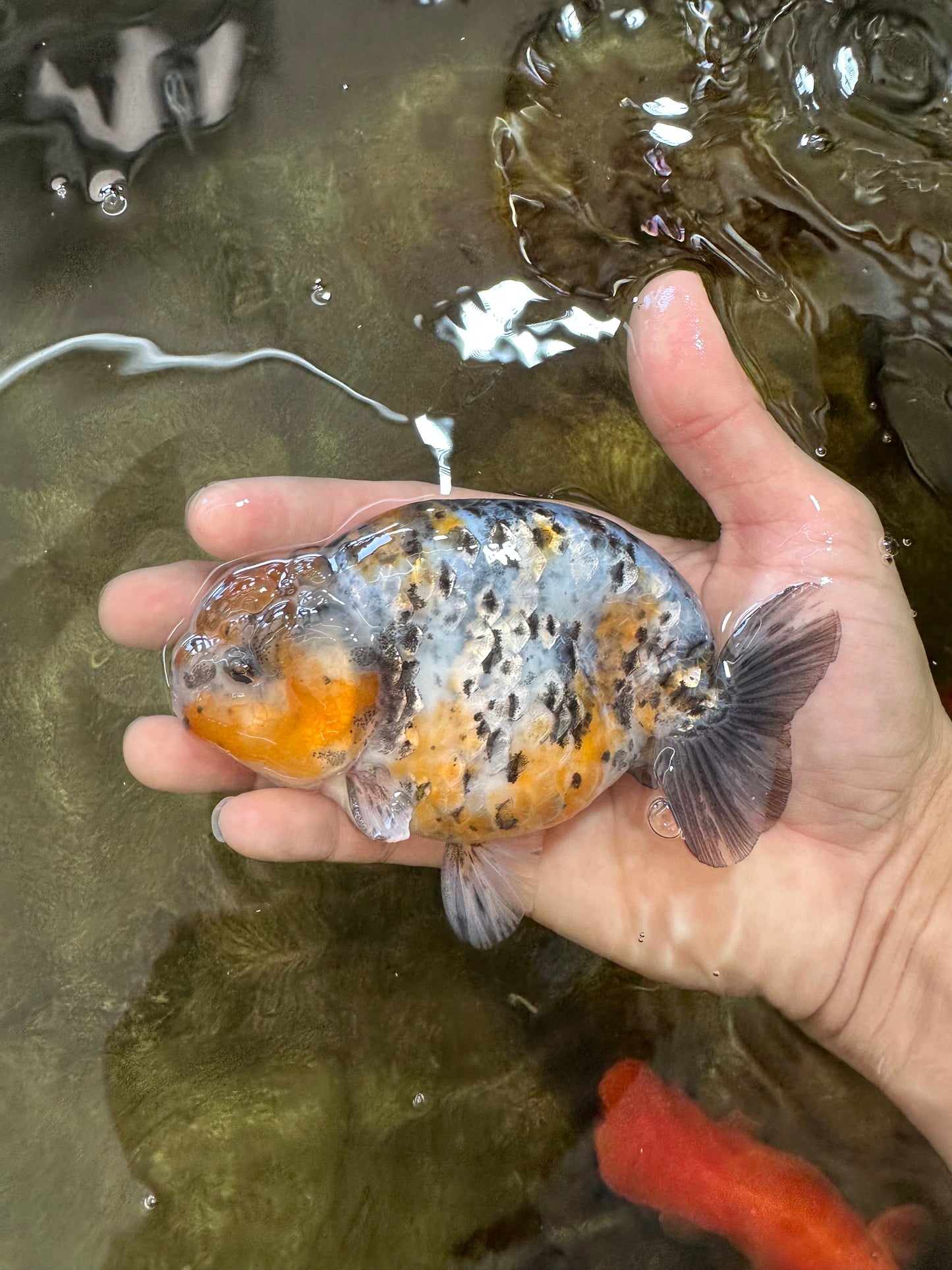 A Grade Tricolor Tiger LionKing 4.5-5 inches #062725LC_02