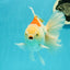 AAA Grade Giant Generation Orange White Oranda Male 6-6.5 inches #102524OR_06