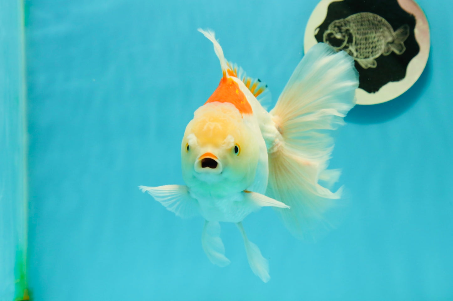 AAA Grade Giant Generation Orange White Oranda Male 6-6.5 inches #102524OR_06