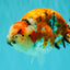 CHUBBY AAA Grade Diamond Scale Tricolor  Ranchu Male 5.5-6 inches #101626RC_26
