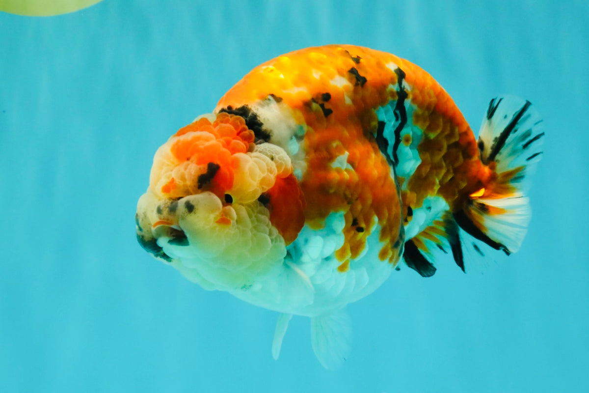 CHUBBY AAA Grade Diamond Scale Tricolor  Ranchu Male 5.5-6 inches #101626RC_26