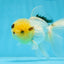 A Grade Lemonhead Oranda Male 5 inches #0830OR_22