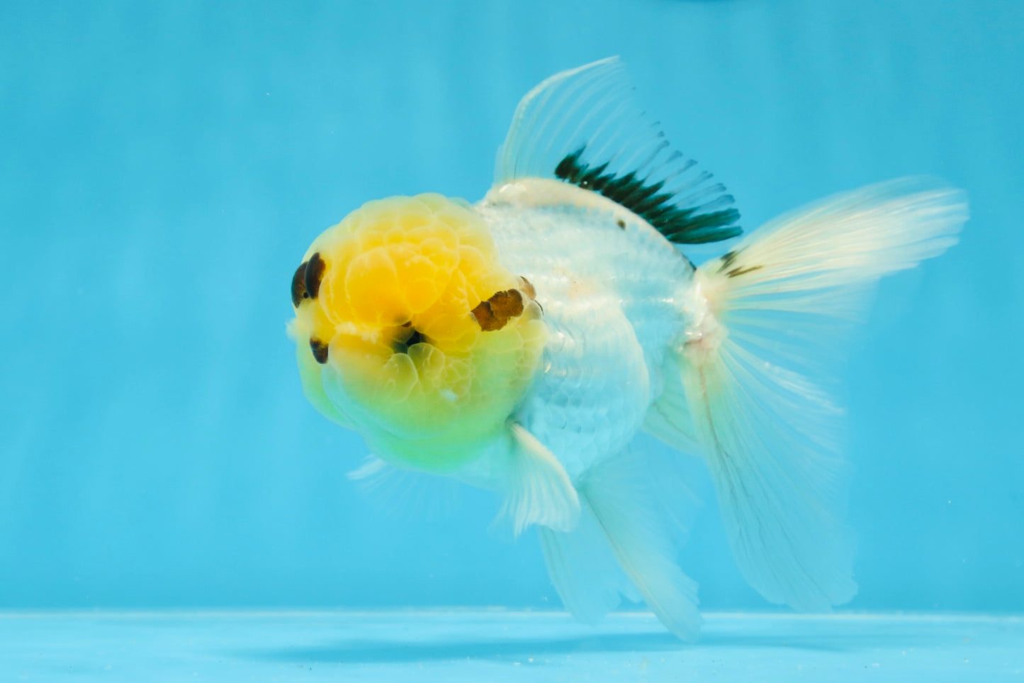 Oranda macho de cabeza de limón de grado A de 5 pulgadas n.° 0830OR_22