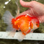 A Grade Red White Oranda Male 6 inches #081426OR_11