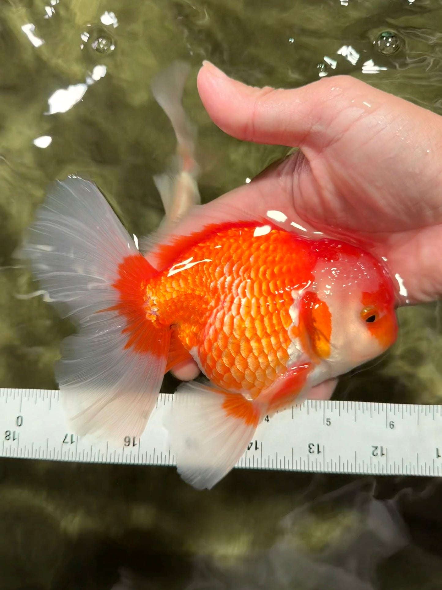 A Grade Red White Oranda Male 6 inches #081426OR_11