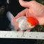 AAA Grade Tomato Head Oranda Female 4.5 inches #0825OR_03