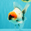SPECIAL A Grade Red Head Marble Oranda Male 6.5-7 inches #082826OR_05