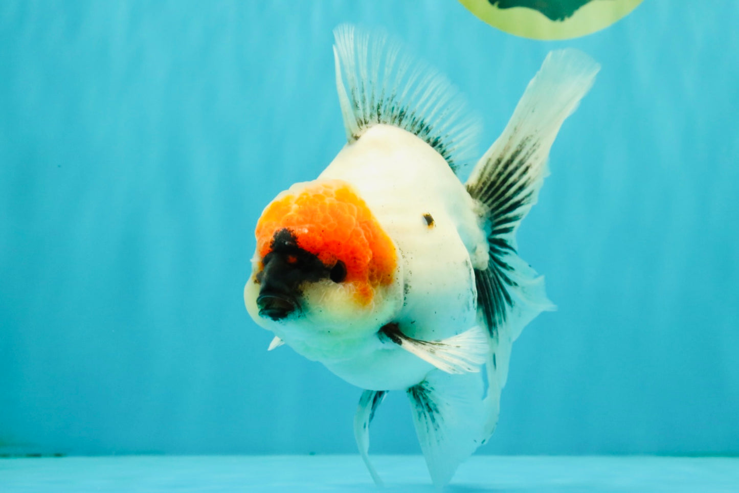 SPECIAL A Grade Red Head Marble Oranda Male 6.5-7 inches #082826OR_05
