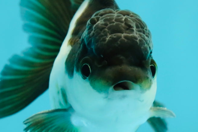 Panda Oranda Male 3.5 inches #1011OR_25