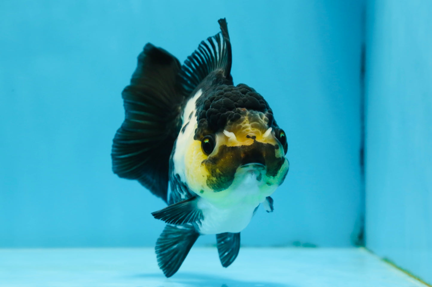 Panda Oranda Female 4.5-5 inches #071125OR_08