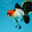 A Grade Lava Tricolor Red Head Oranda Female 5.5 inches #021425OR_20