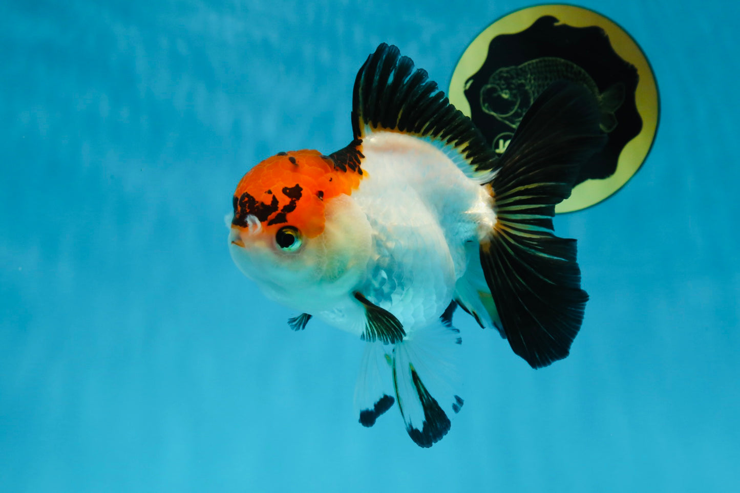 A Grade Lava Tricolor Red Head Oranda Female 5.5 inches #021425OR_20