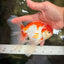 A Grade Kohaku Red White Oranda Male 6 inches #082826OR_15