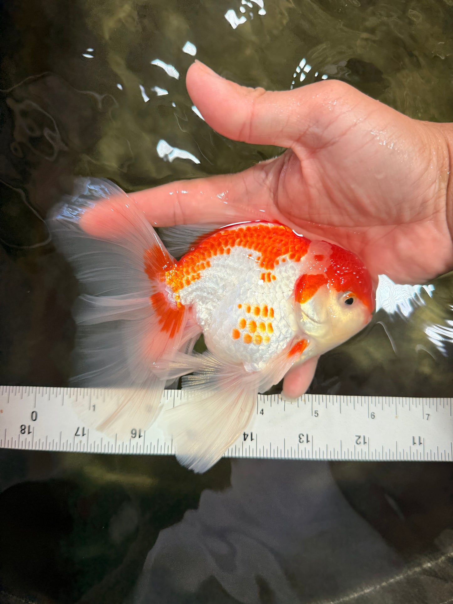 A Grade Kohaku Red White Oranda Male 6 inches #082826OR_15