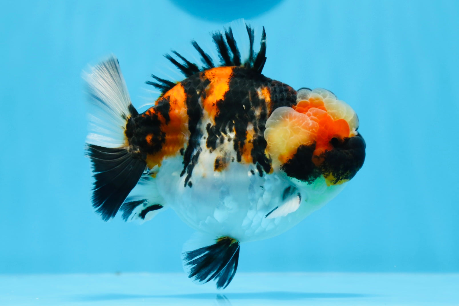 FREE SHIPPING] Handcrafted Special Tricolor Tiger Yuanbao Goldfish